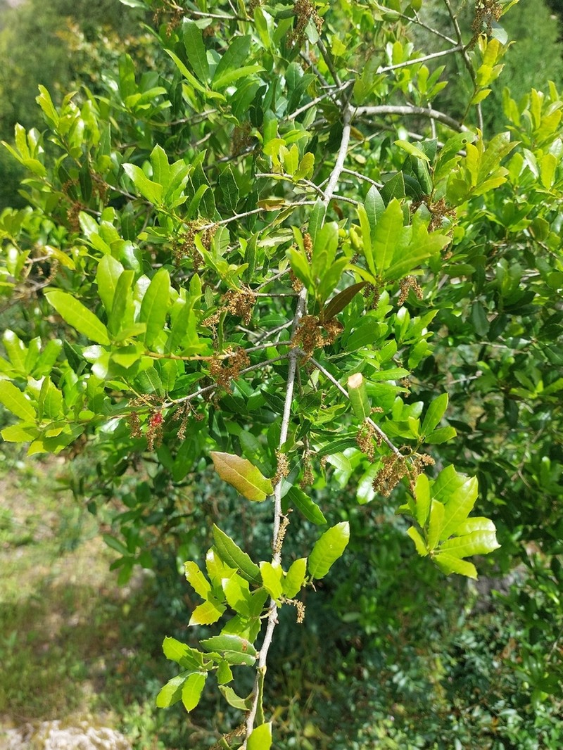 Quercus pseudococcifera photo 6