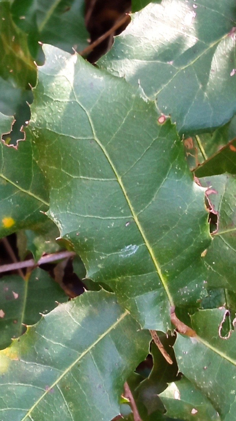 Quercus pseudococcifera photo 7