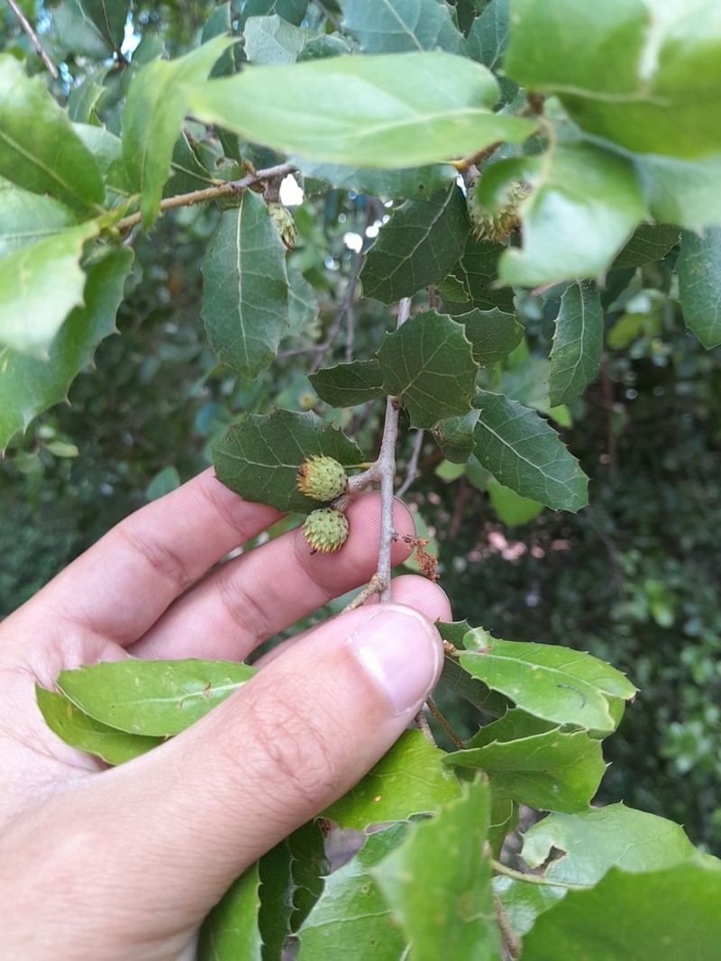Quercus pseudococcifera photo 8