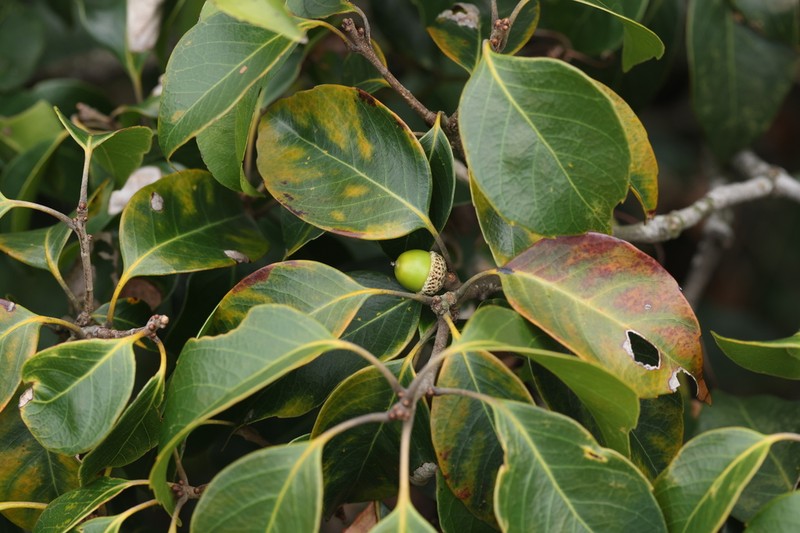 Quercus pseudosetulosa