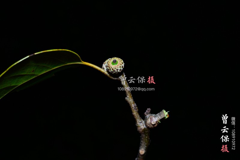 Quercus pseudosetulosa photo 2