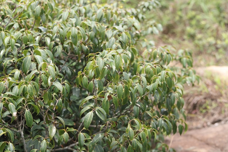 Quercus pseudosetulosa photo 3