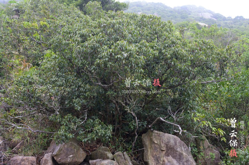 Quercus pseudosetulosa photo 4