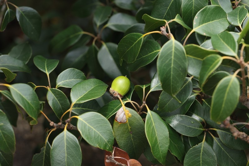 Quercus pseudosetulosa photo 5
