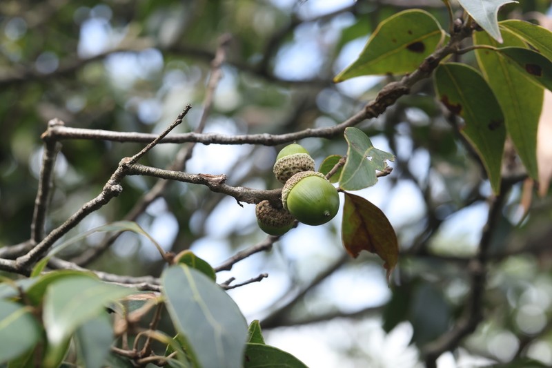 Quercus pseudosetulosa photo 6
