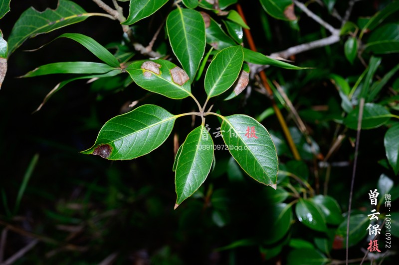 Quercus pseudosetulosa photo 7
