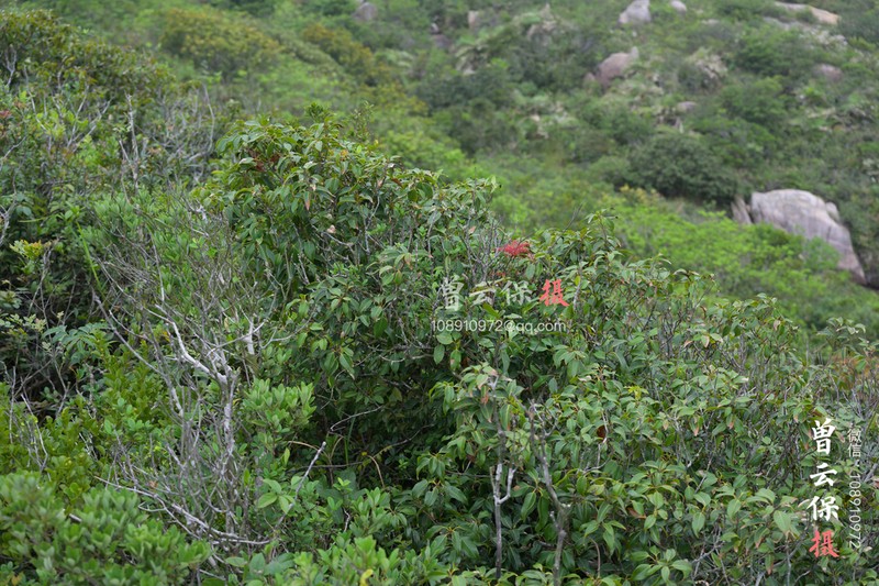 Quercus pseudosetulosa photo 8