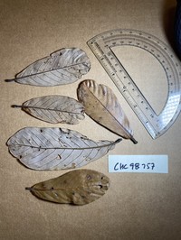 Quercus pseudoverticillata