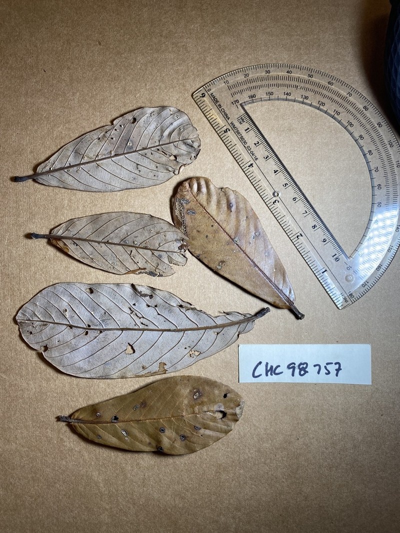 Quercus pseudoverticillata