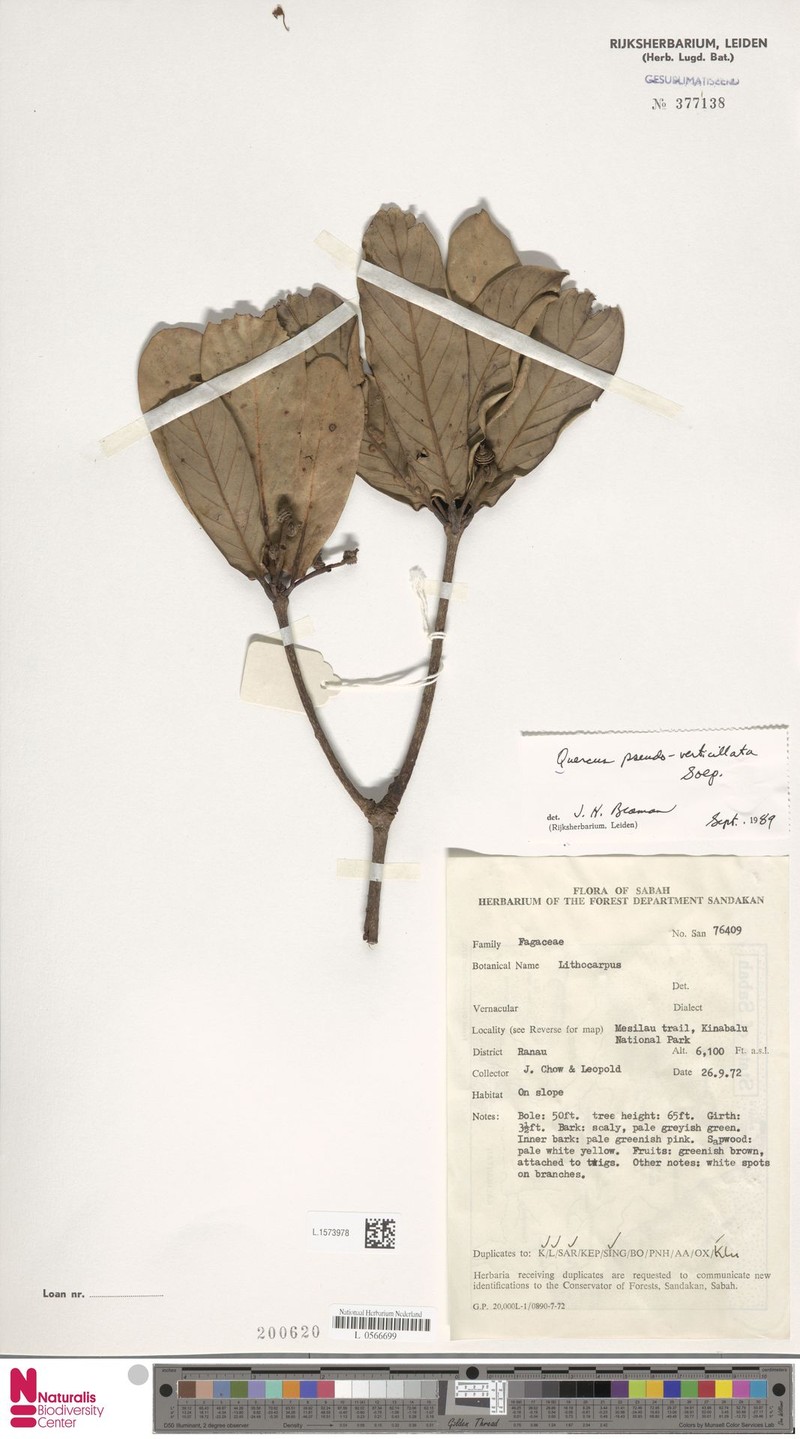 Quercus pseudoverticillata photo 2