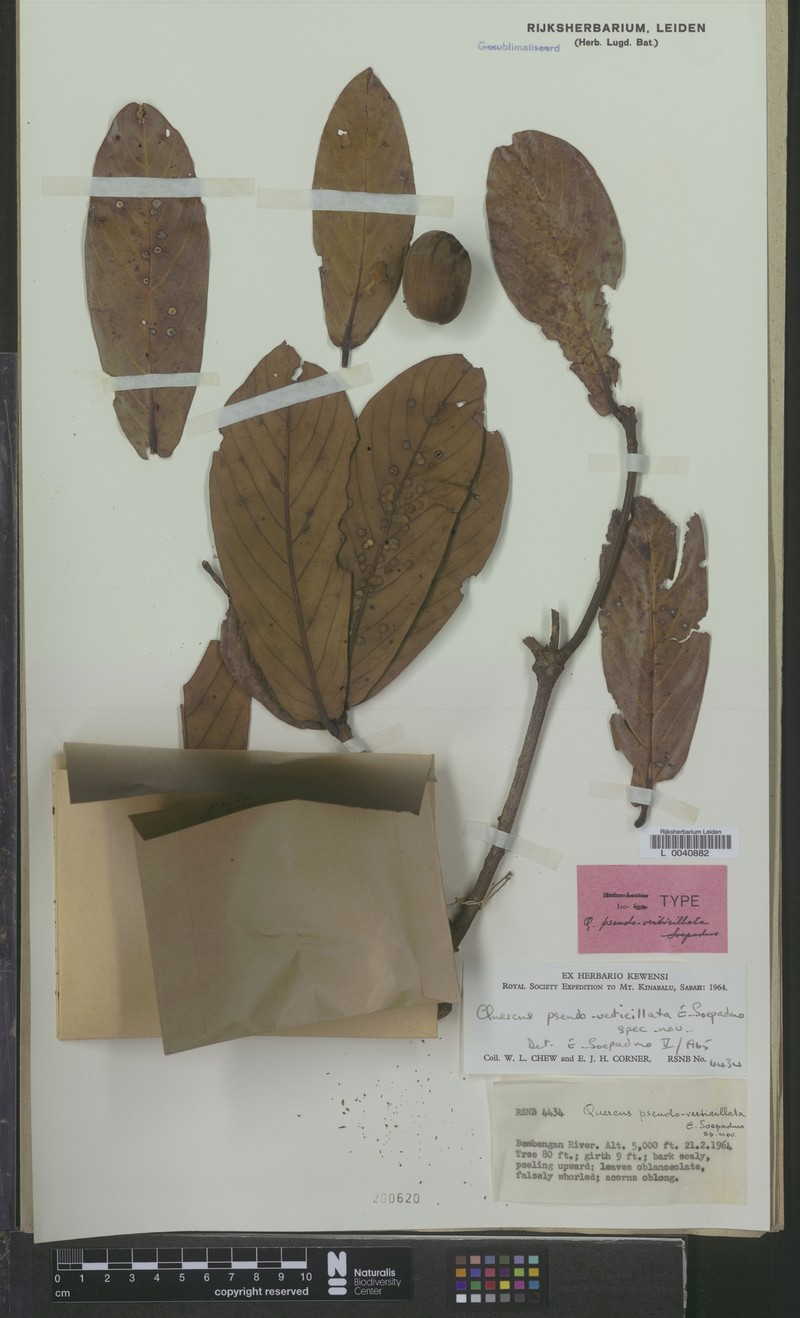 Quercus pseudoverticillata photo 3