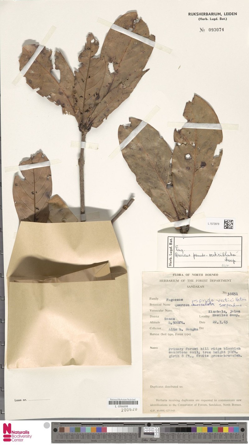 Quercus pseudoverticillata photo 4