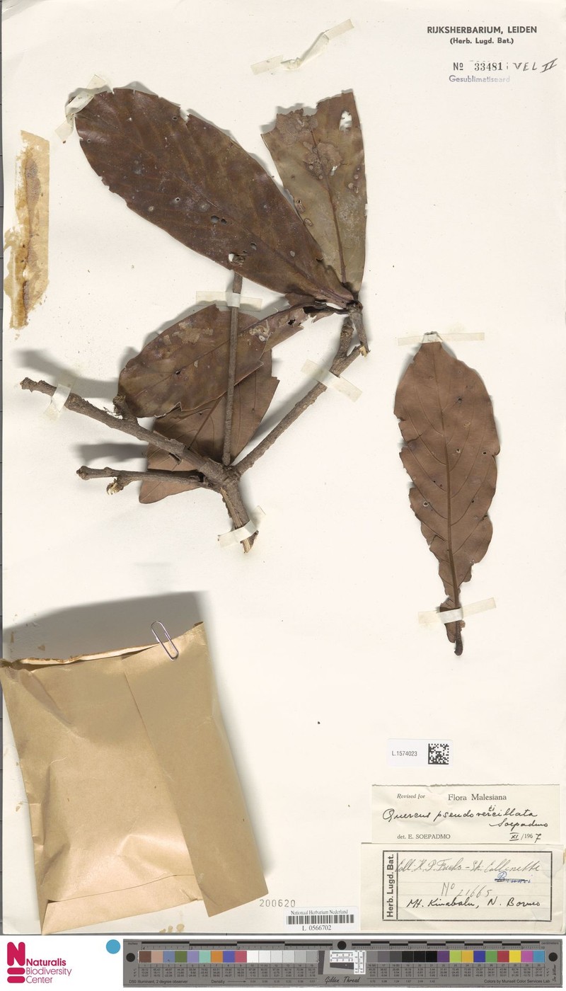 Quercus pseudoverticillata photo 5