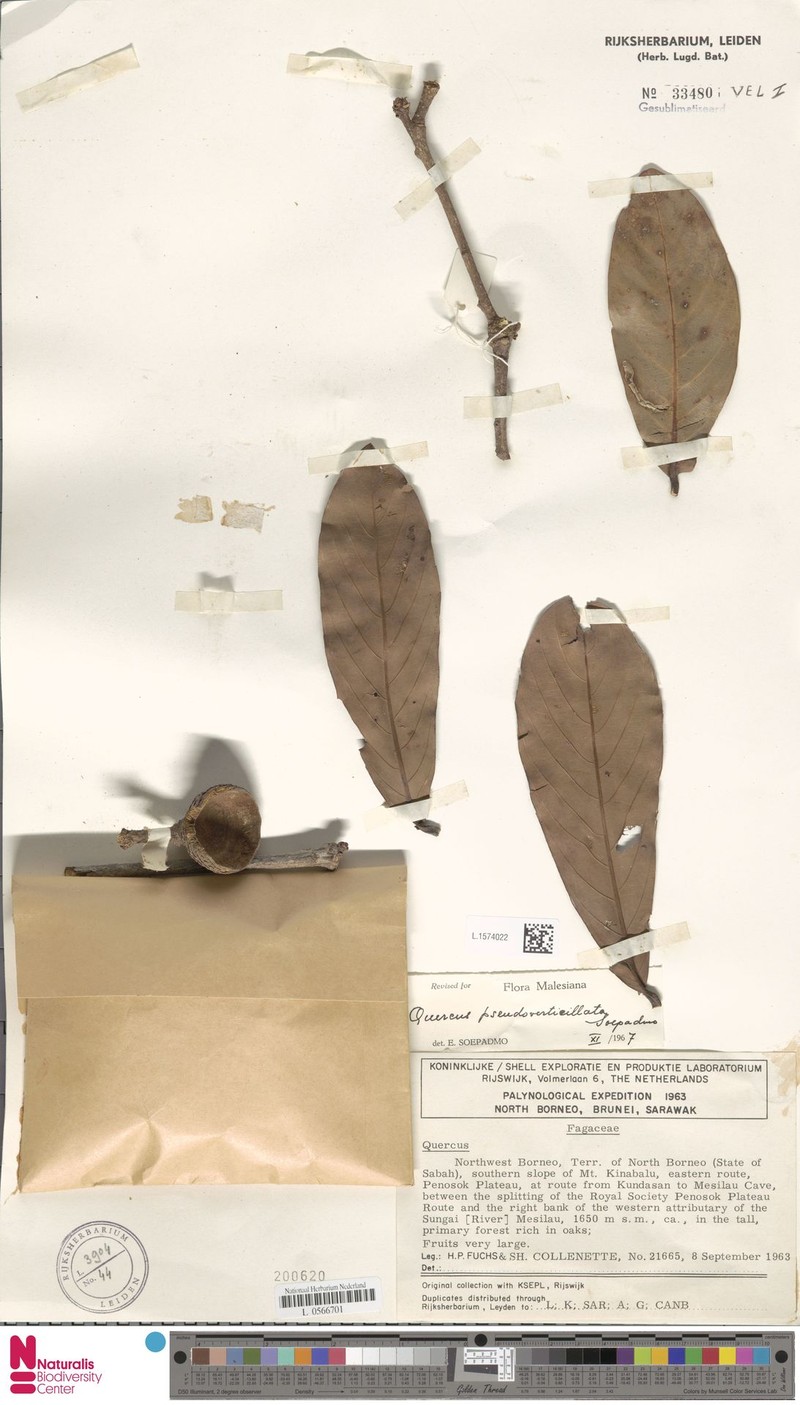 Quercus pseudoverticillata photo 6