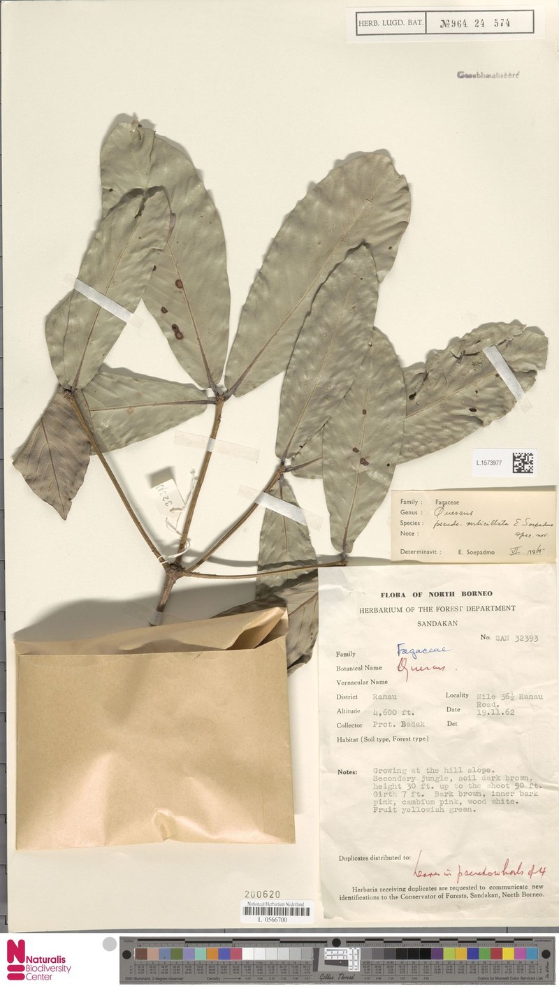 Quercus pseudoverticillata photo 7