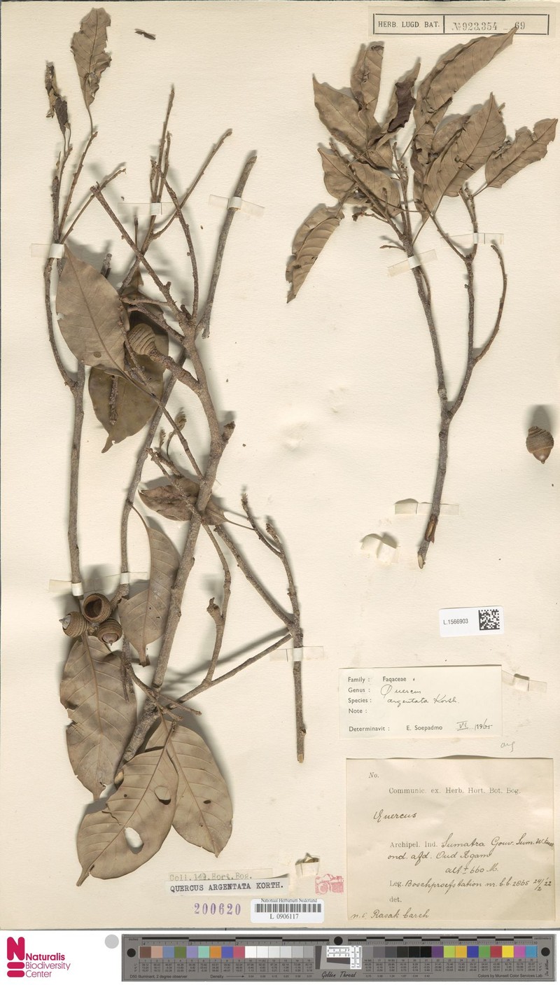 Quercus pseudoverticillata photo 8