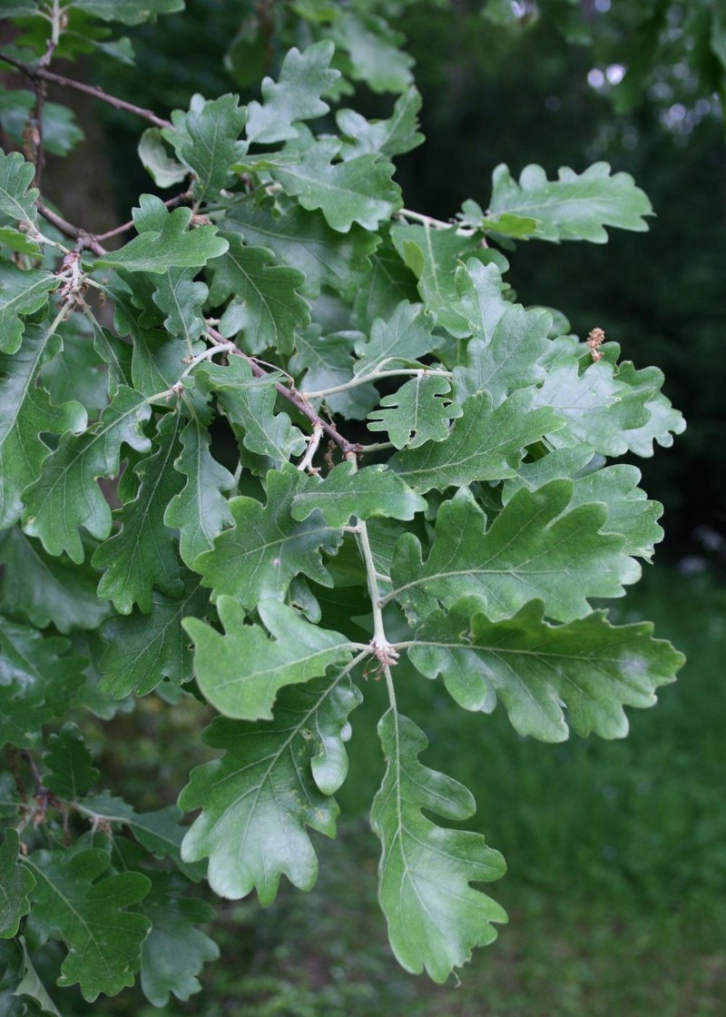 Quercus pubescens photo 2