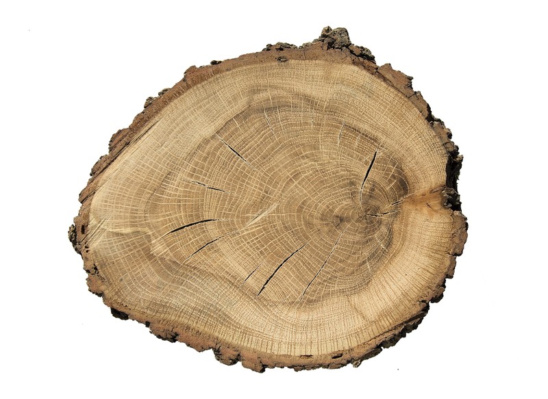 Quercus pubescens photo 3