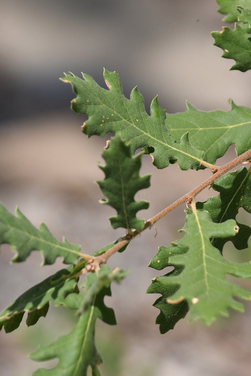 Quercus pubescens photo 4