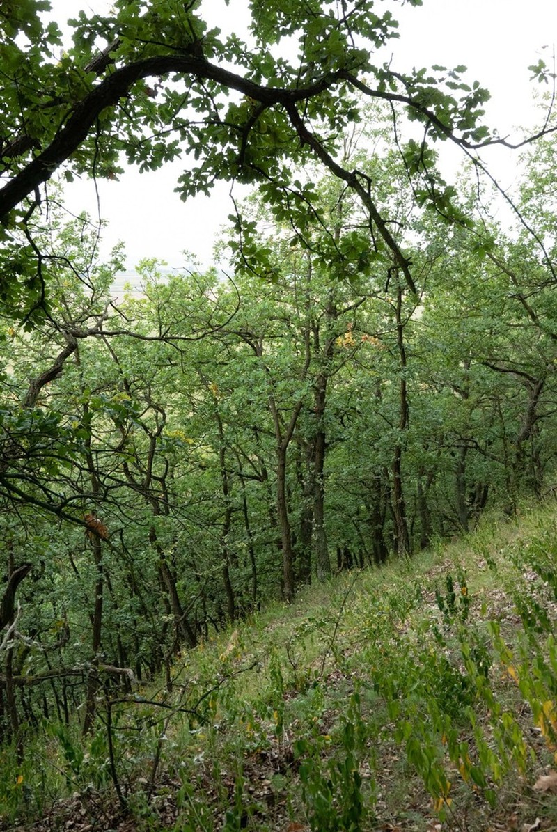 Quercus pubescens photo 5
