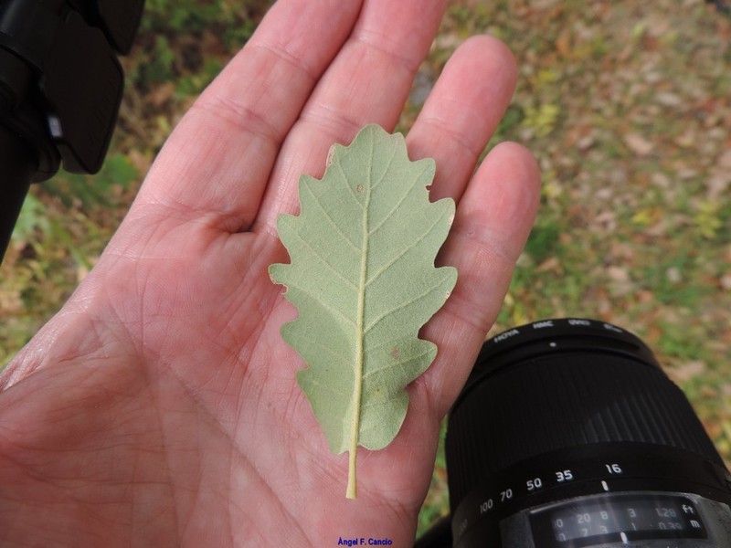 Quercus pubescens photo 6