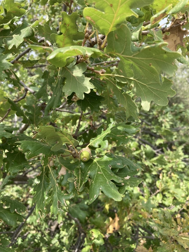 Quercus pubescens photo 7