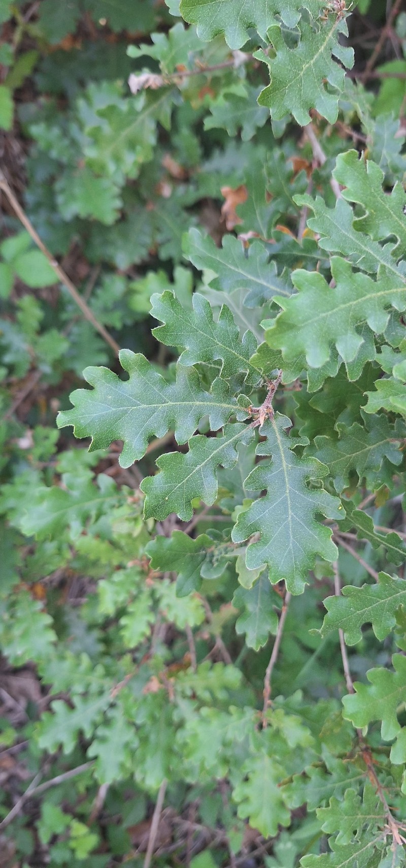 Quercus pubescens subsp. pubescens
