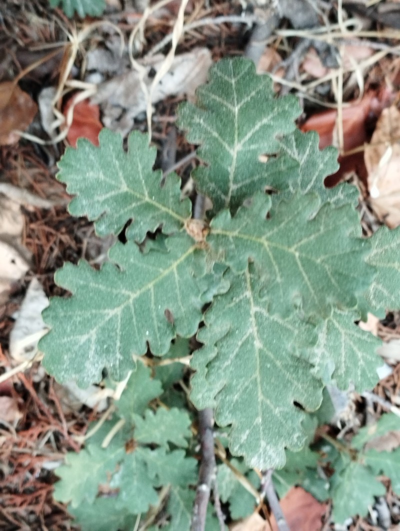 Quercus pubescens subsp. pubescens photo 2