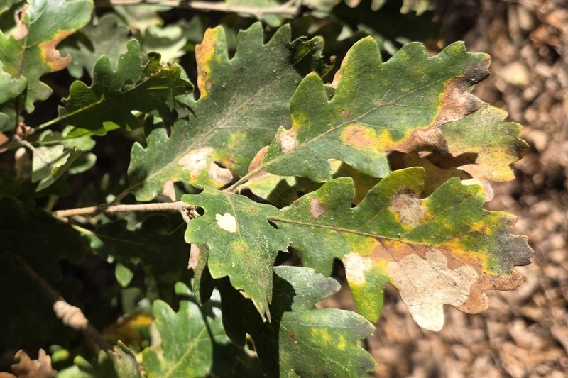 Quercus pubescens subsp. pubescens photo 3