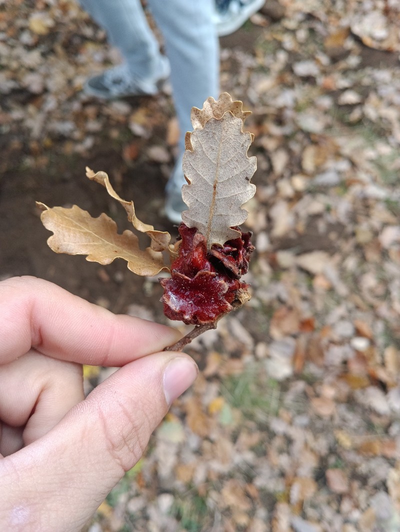Quercus pubescens subsp. pubescens photo 4