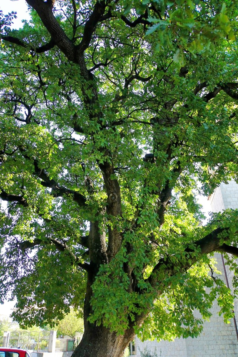 Quercus pubescens subsp. pubescens photo 5
