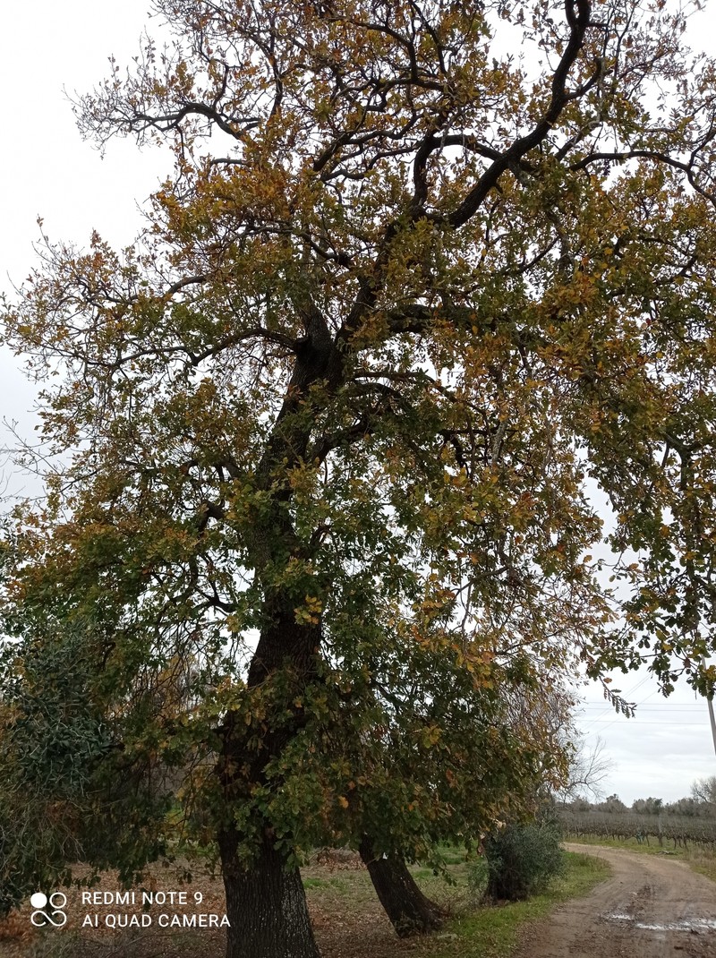 Quercus pubescens subsp. pubescens photo 6