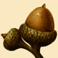 Running Oak