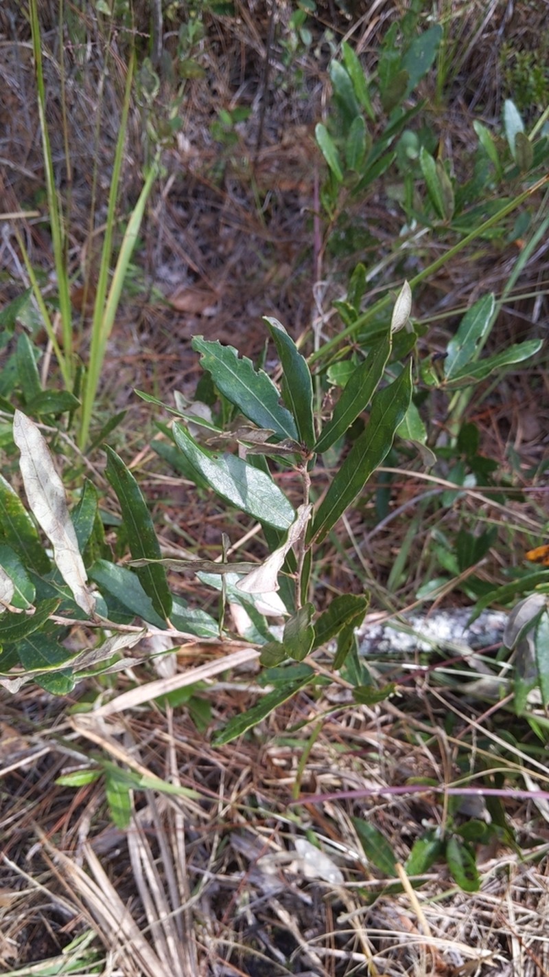 Running Oak photo 3