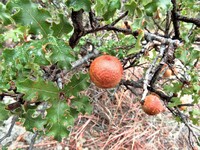 Pungent Oak