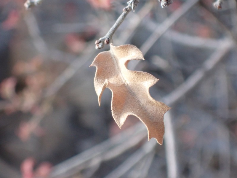 Pungent Oak photo 3