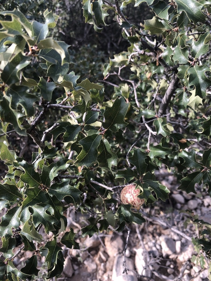 Pungent Oak photo 4