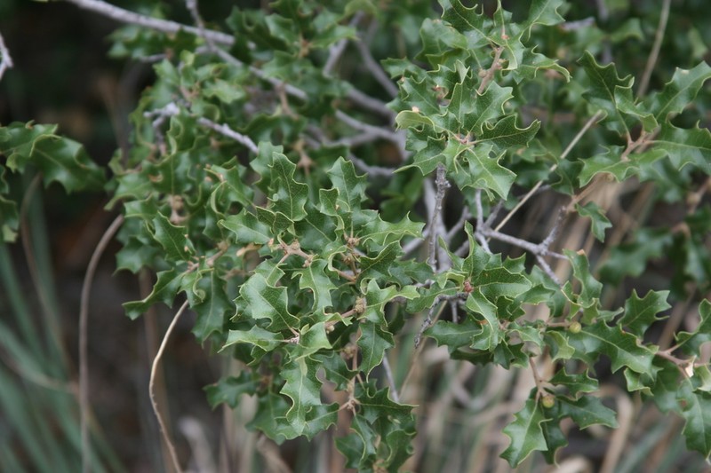 Pungent Oak photo 5