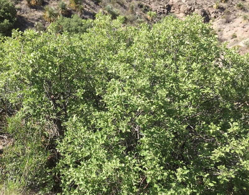 Pungent Oak photo 6