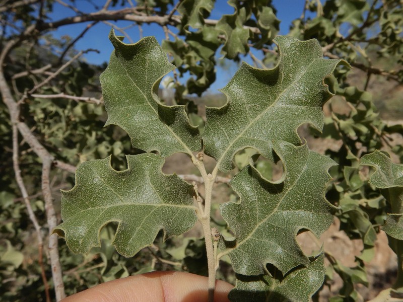 Pungent Oak photo 7