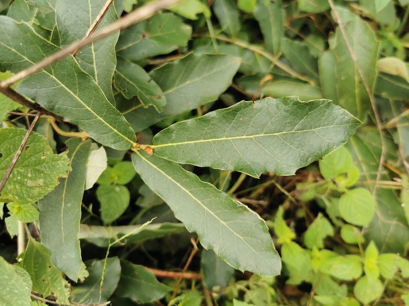 Quercus purhepecha photo 2