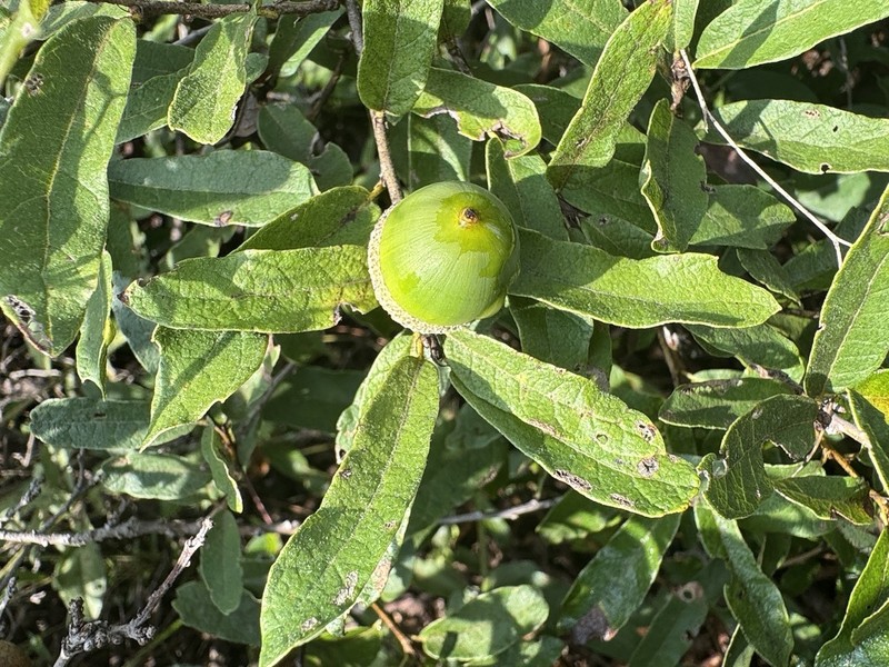 Quercus purhepecha photo 3