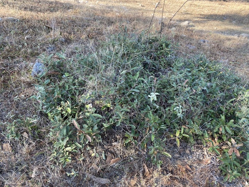 Quercus purhepecha photo 4