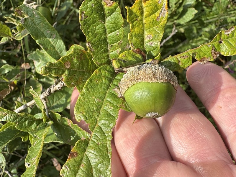 Quercus purhepecha photo 5