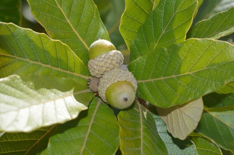 Quercus purulhana photo 2