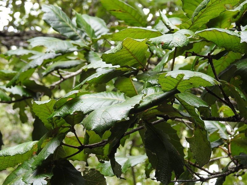 Quercus purulhana photo 3
