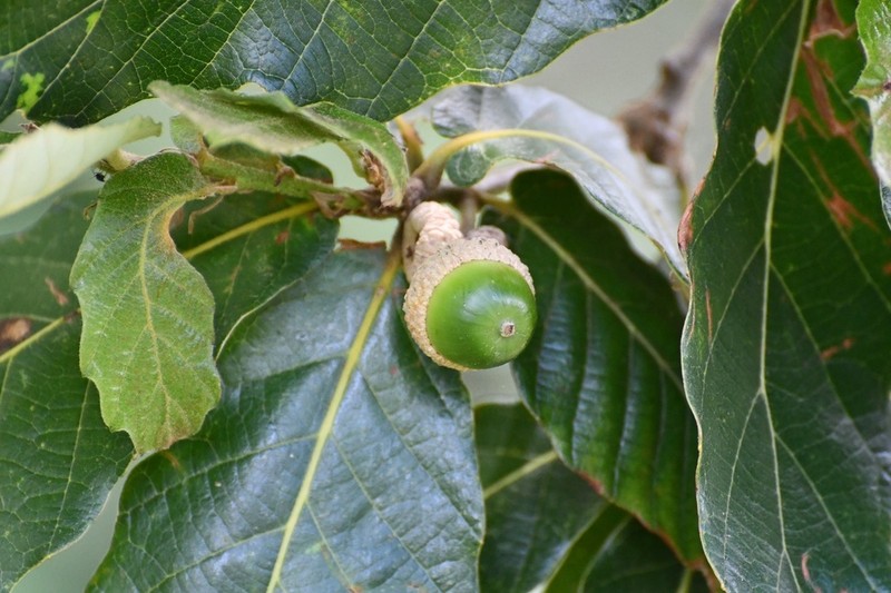 Quercus purulhana photo 4