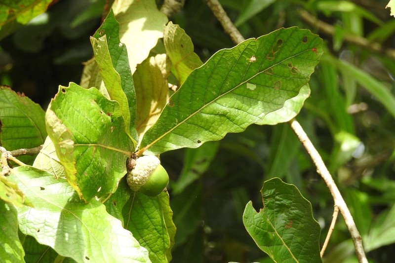 Quercus purulhana photo 5