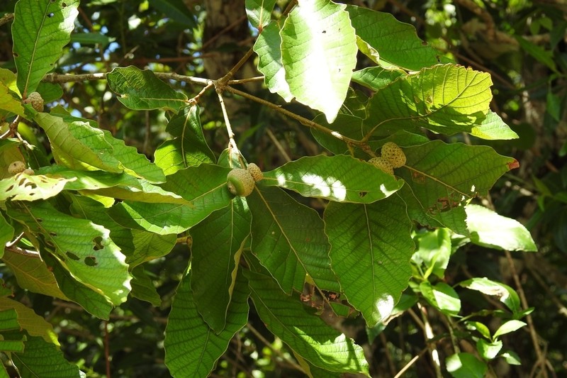 Quercus purulhana photo 6