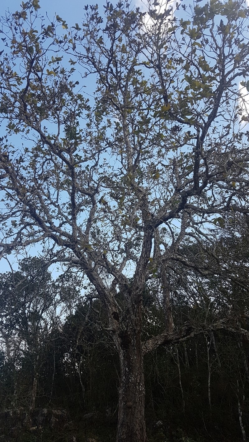 Quercus purulhana photo 7